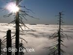 Inverze - Bob Damek